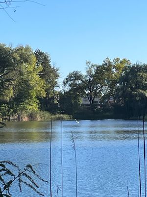 Blurry photo of a pond surrounded by trees. In the center is the small white shape of a heron wading in the water.