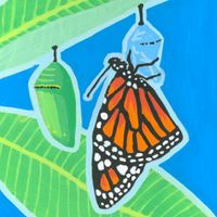 Butterfly Garden: Monarch & Milkweed